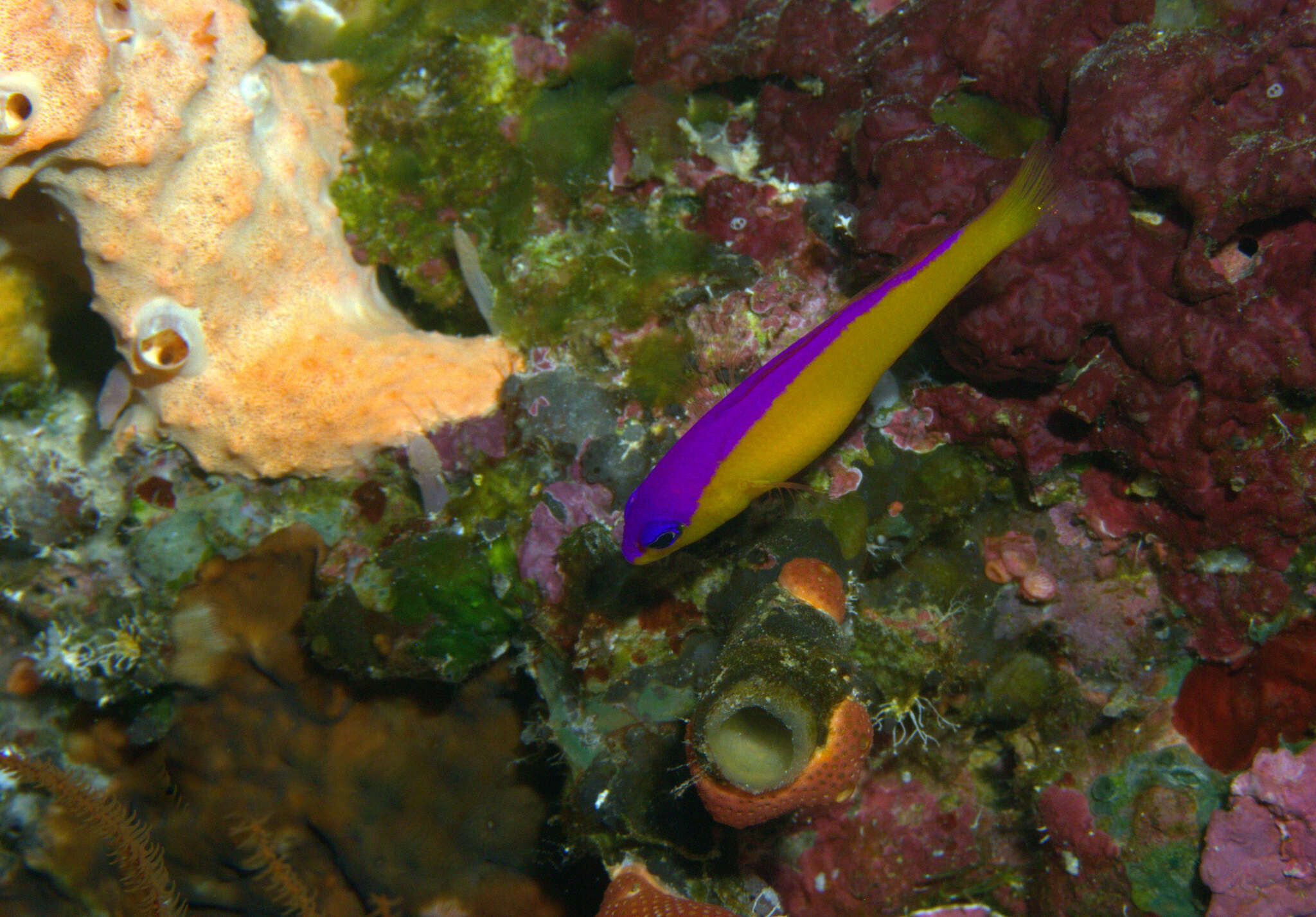 Image de Pictichromis diadema (Lubbock & Randall 1978)