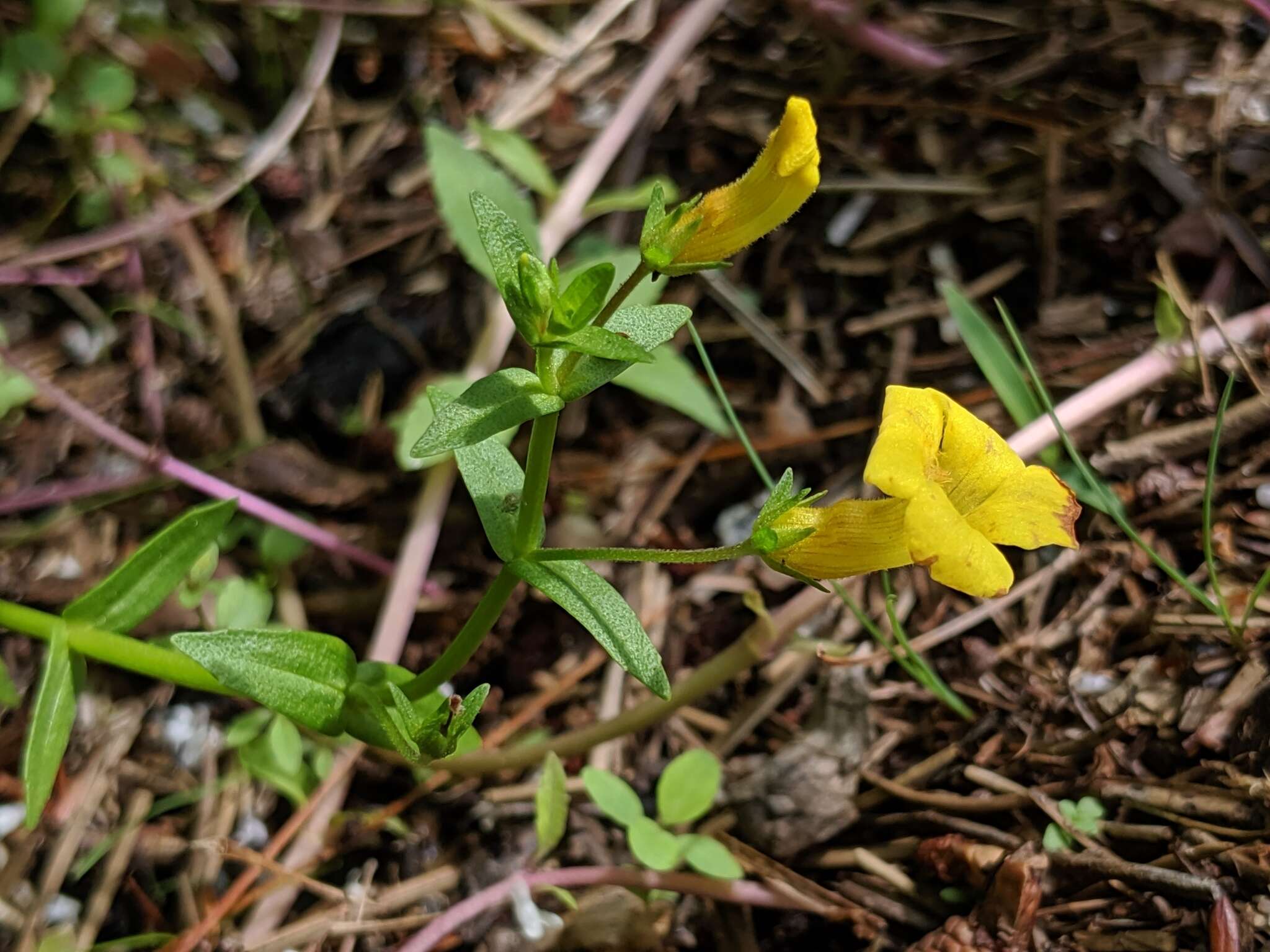 Image de Gratiola aurea Muhl.