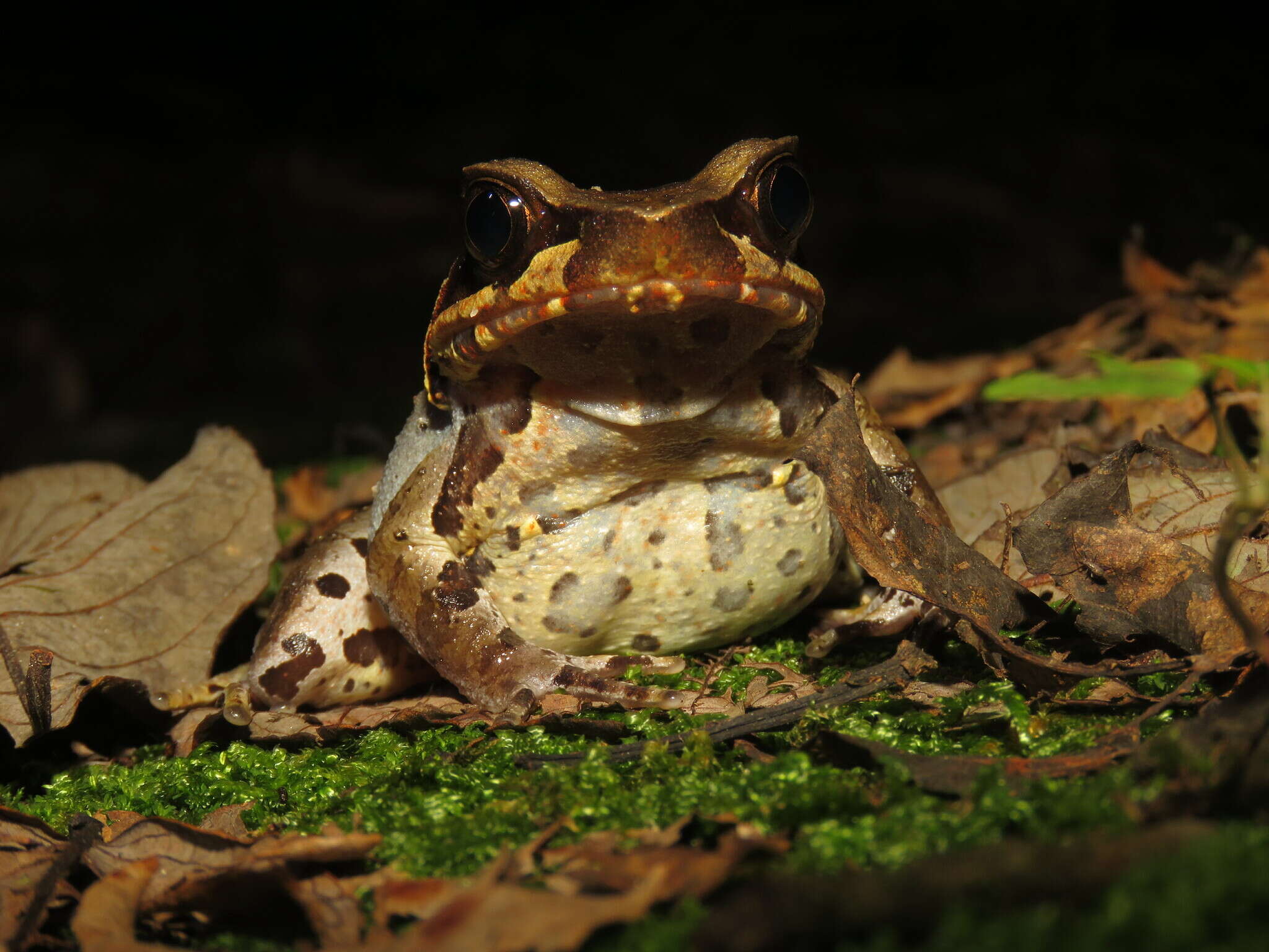 Image of Glandular horned toad