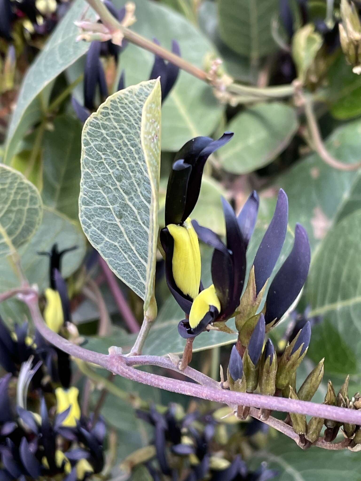 Image of black coral-pea