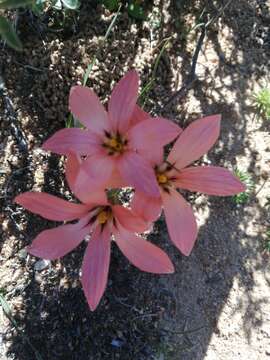 Image of Romulea namaquensis M. P. de Vos