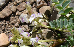 Image of <i>Astragalus <i>lentiginosus</i></i> var. lentiginosus