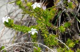 Image of Roella compacta Schltr.