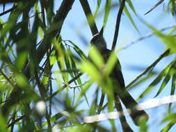 Image of Swainson's Flycatcher