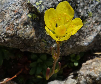 Plancia ëd Saxifraga chrysantha A. Gray