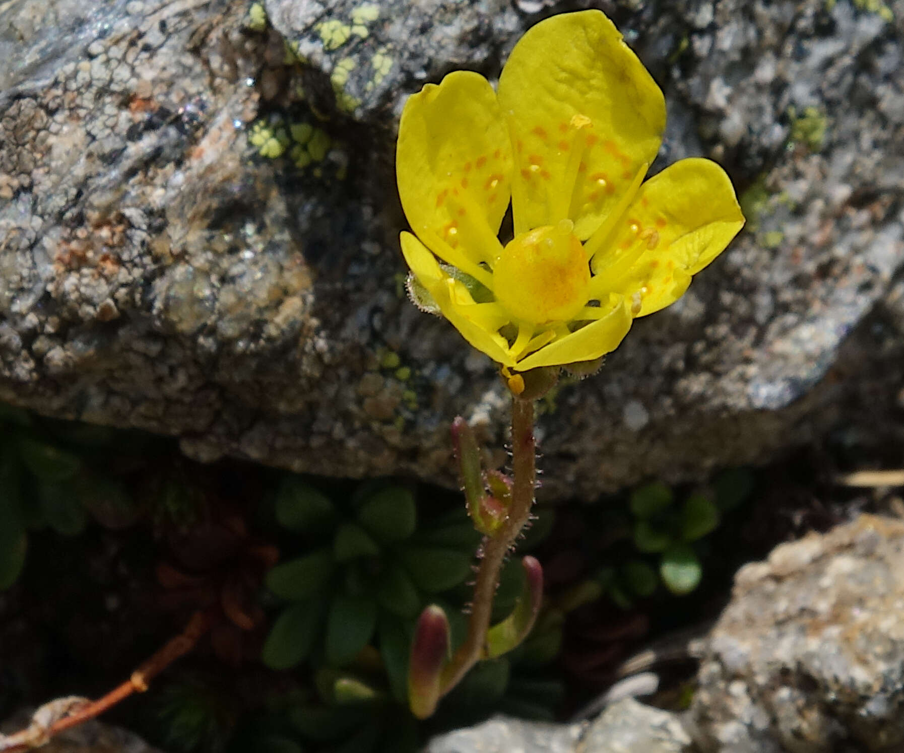 Sivun Saxifraga chrysantha A. Gray kuva