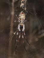 Image de Trichonephila edulis (Labillardière 1799)