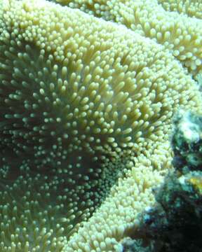 Image of merten's carpet anemone