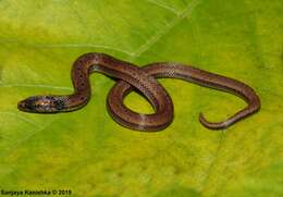 Image of Boie's Rough-sided Snake