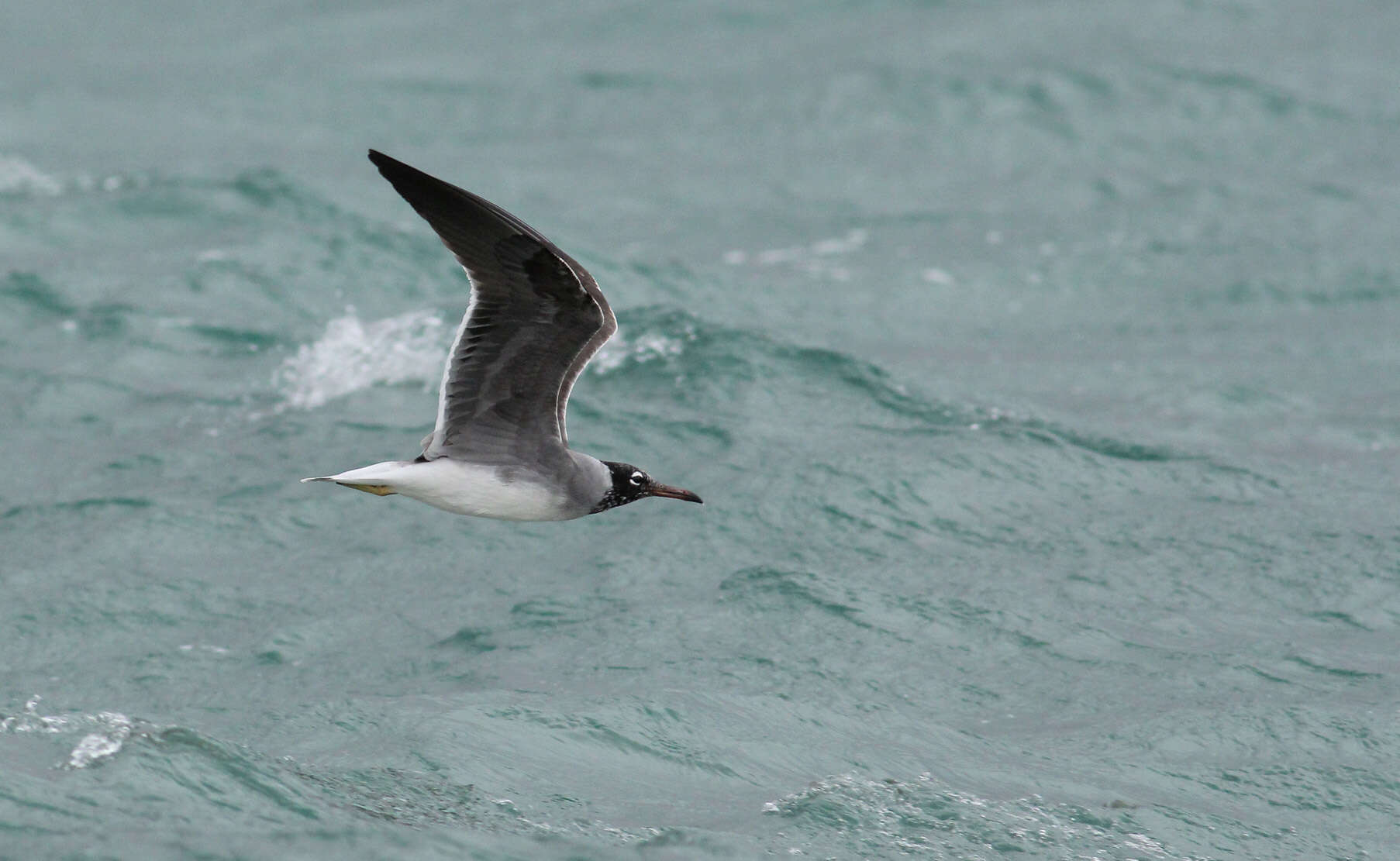 Image of White-eyed Gull