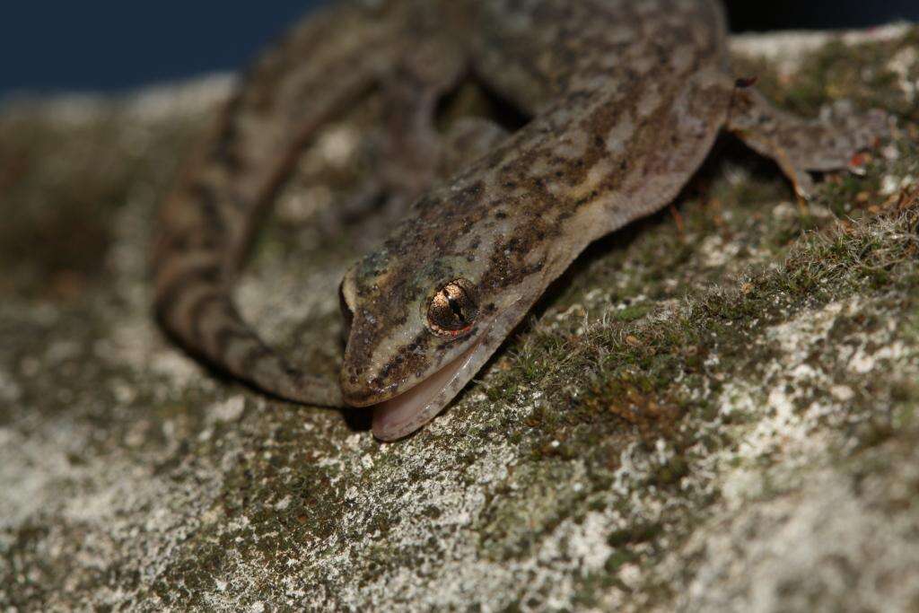 Image of Marbled Leaf-toed Gecko