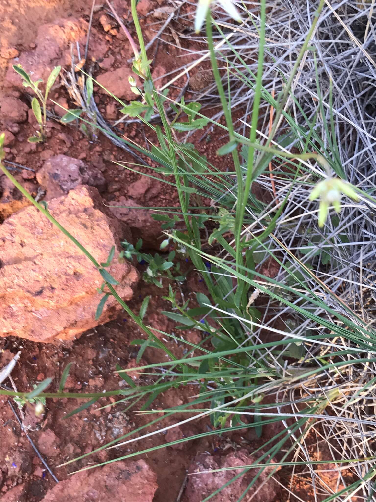 Ptilotus gaudichaudii (Steudel) J. M. Black的圖片