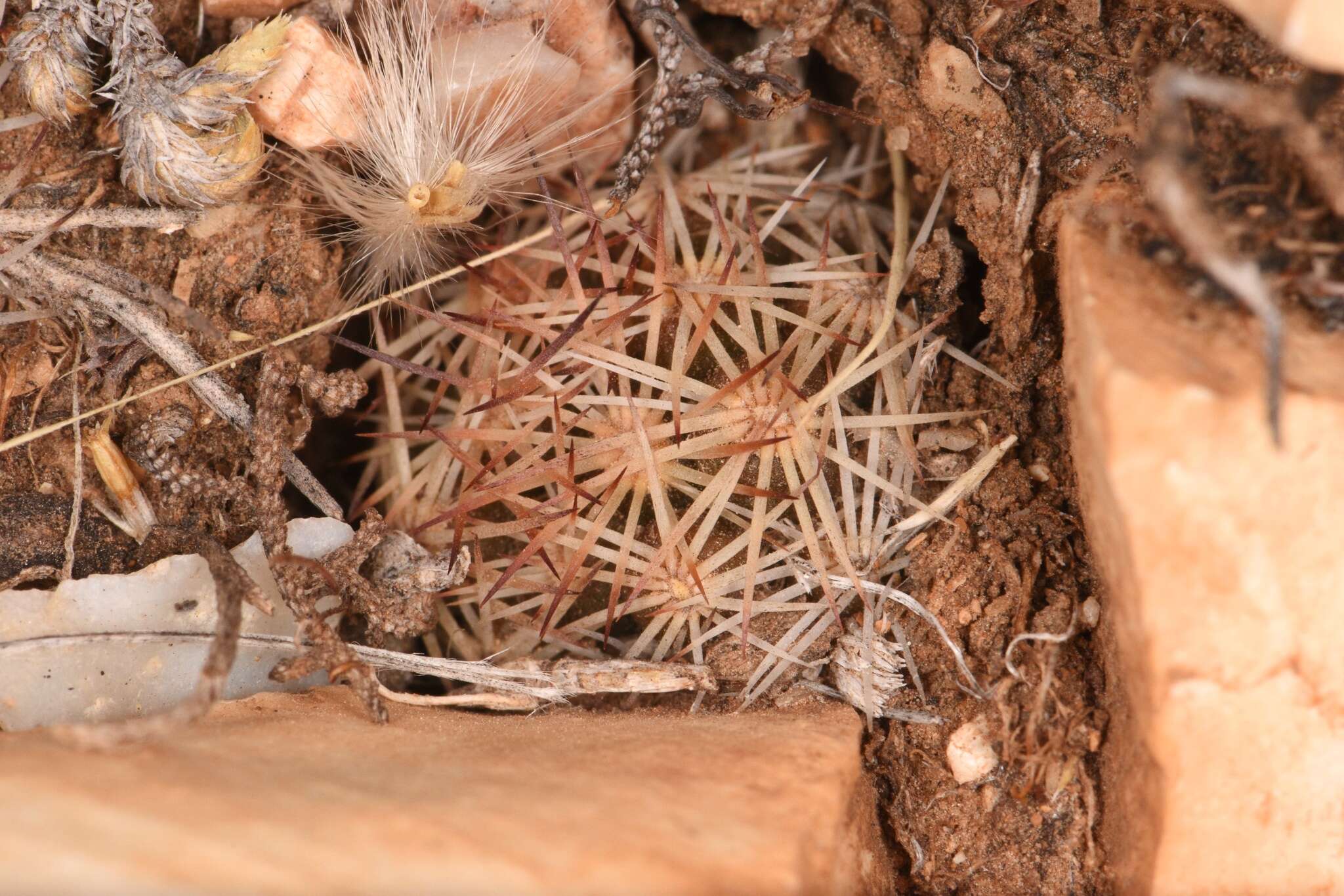 Image of Hester's foxtail cactus