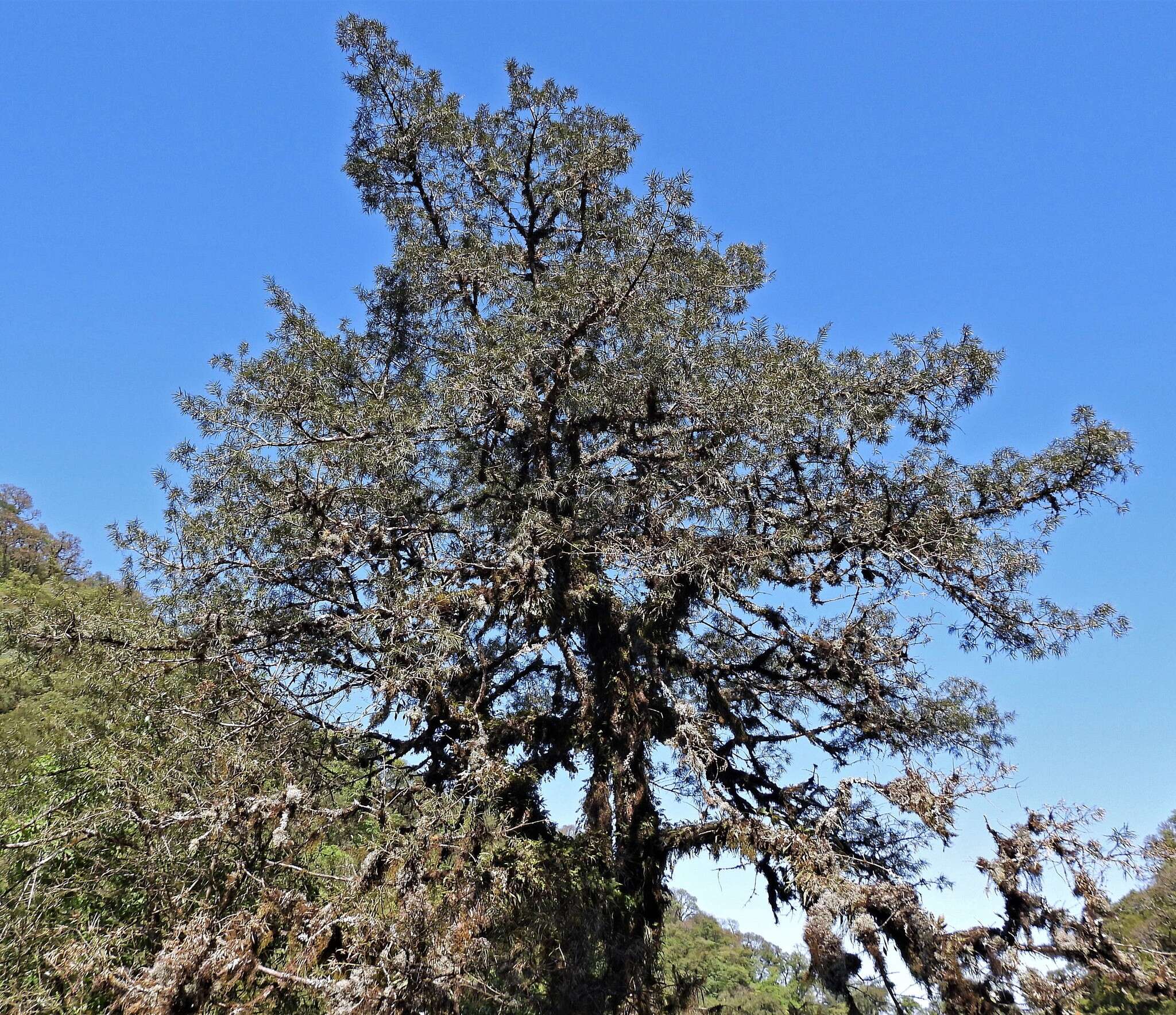 Plancia ëd Podocarpus parlatorei Pilg.