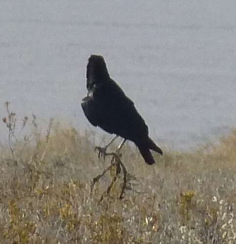 Image of Black Crow