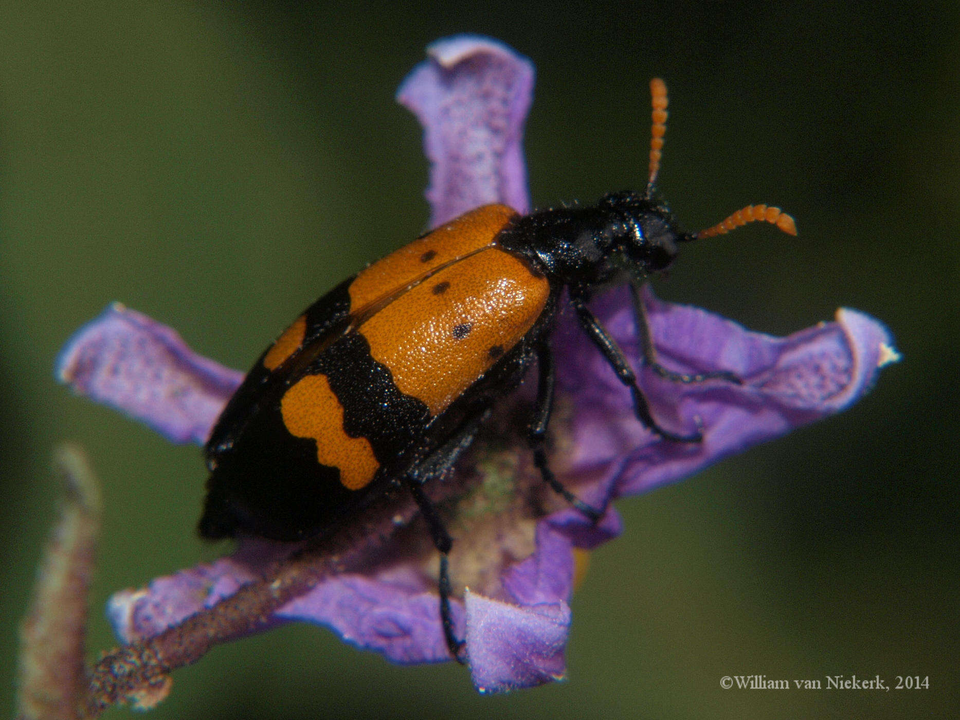 Image of <i>Hycleus tristigma</i>