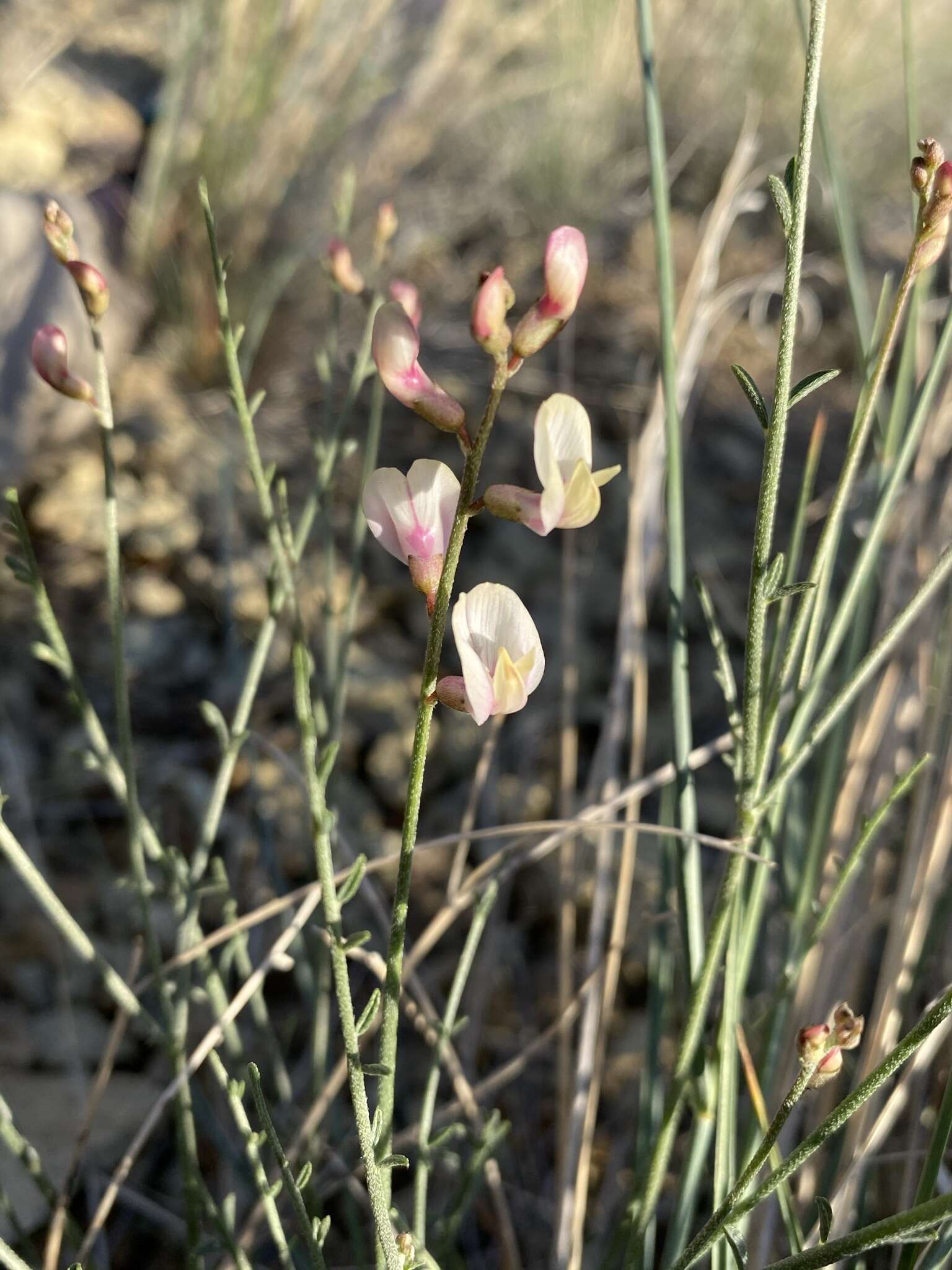 صورة Astragalus cusickii var. sterilis (Barneby) R. C. Barneby