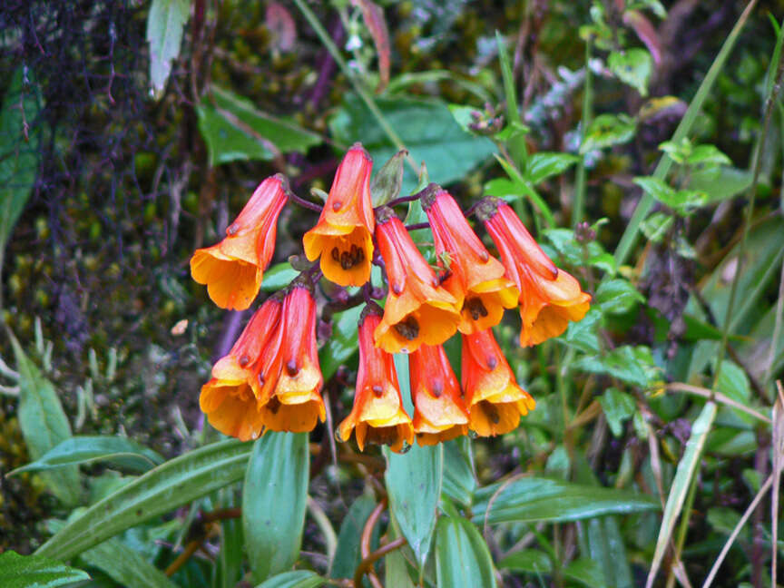 Image of Bomarea acutifolia (Link & Otto) Herb.