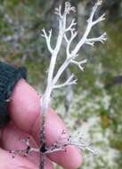 Image of reindeer lichen