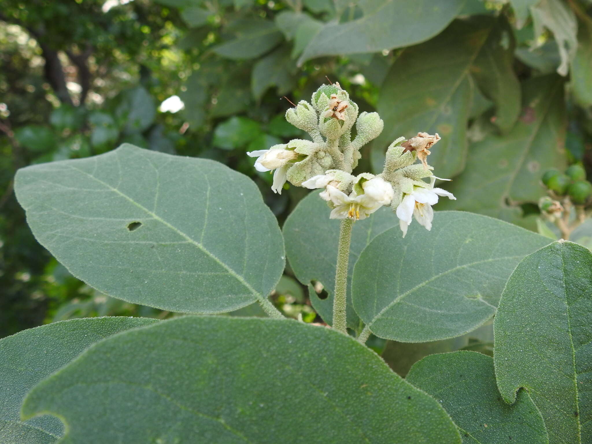 Image of potatotree