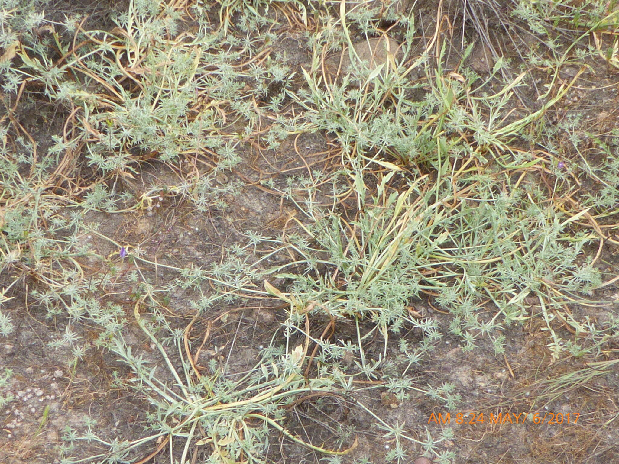 Image de Eryngium aristulatum subsp. parishii (Coulter & Rose) R. M. Beauchamp