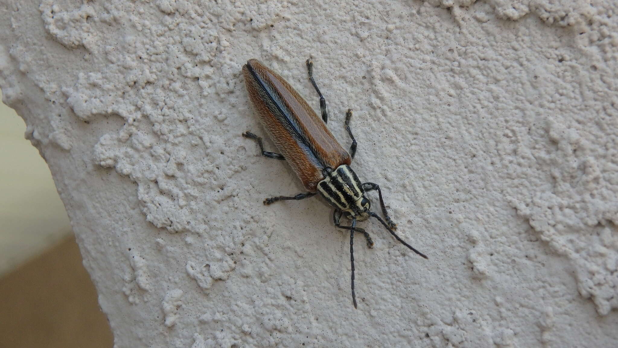 Image of Cabbage Palm Longhorn