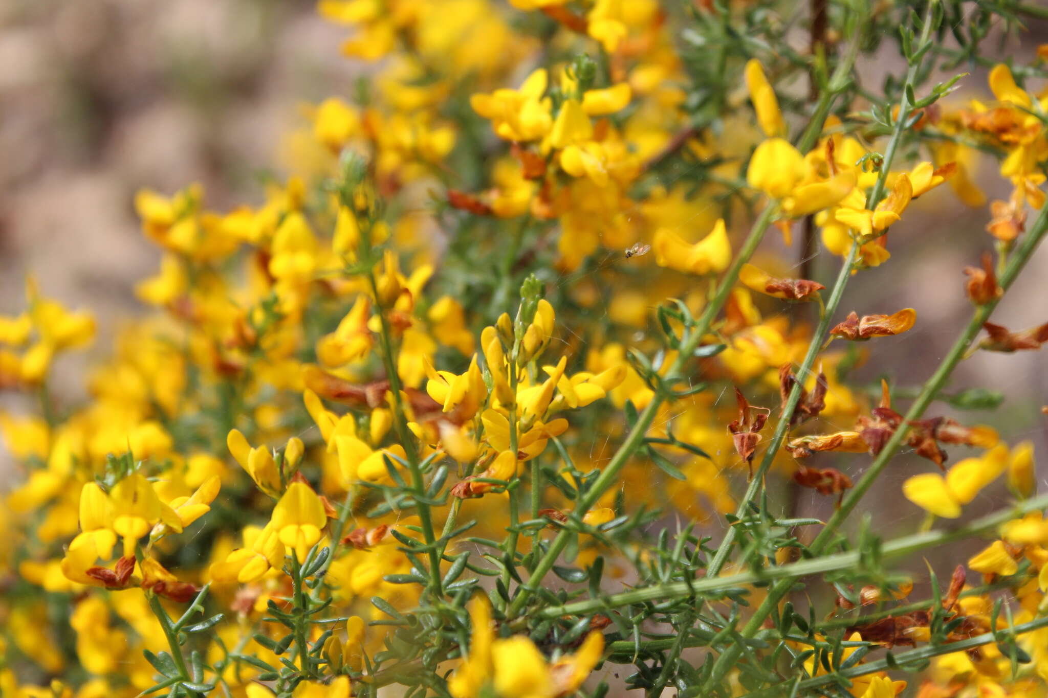 Image of Genista triacanthos Brot.