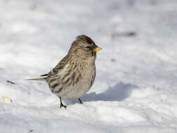 Image of Common Redpoll