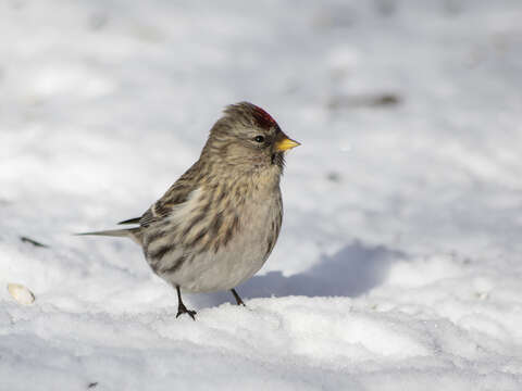 Image of Common Redpoll