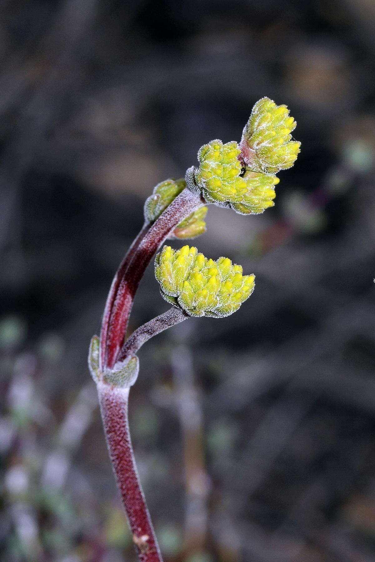 Crassula namaquensis subsp. lutea (Schönl.) Tölken resmi