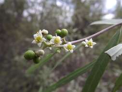 Image of Geijera parviflora Lindl.