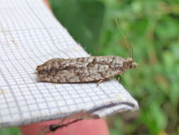 Image of Epinotia nonana Kearfott 1907