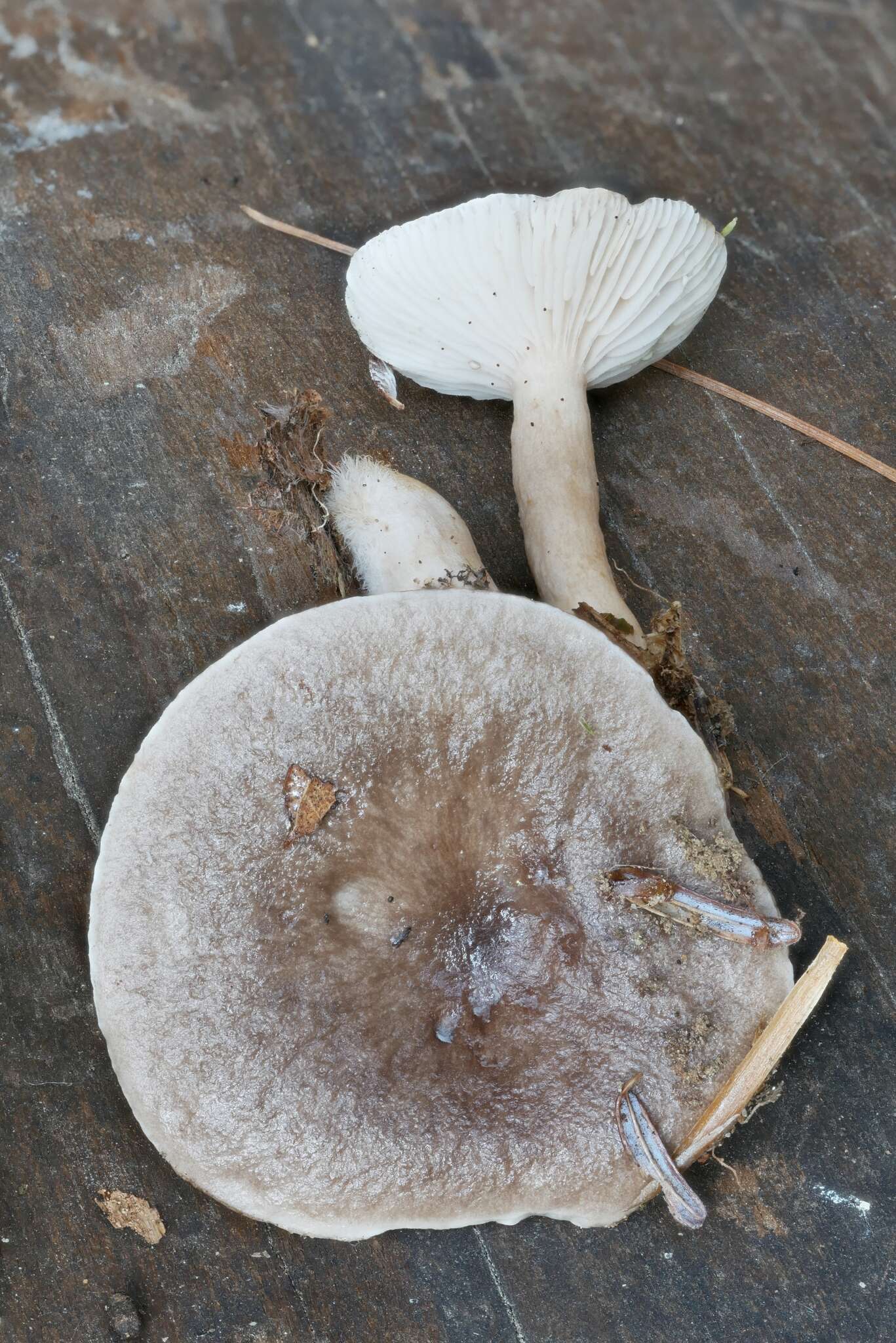 Image of Lactarius mucidus Burl. 1908