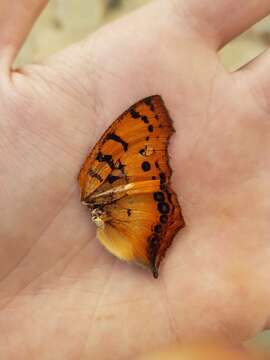 Image of Catacroptera cloanthe Cramer 1782