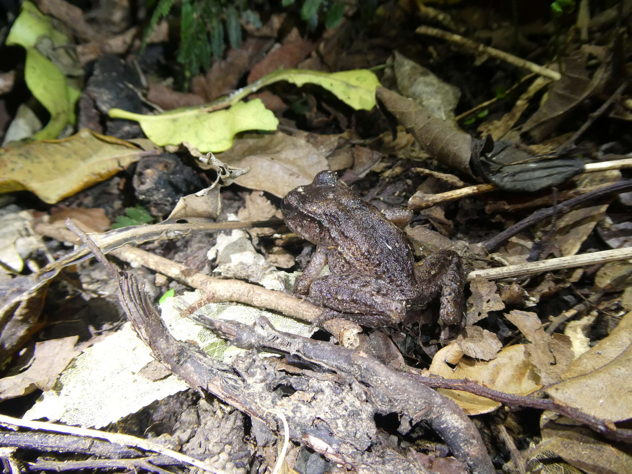 Image of New Zealand primitive frogs