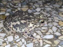 Image of Rhinella beebei (Gallardo 1965)