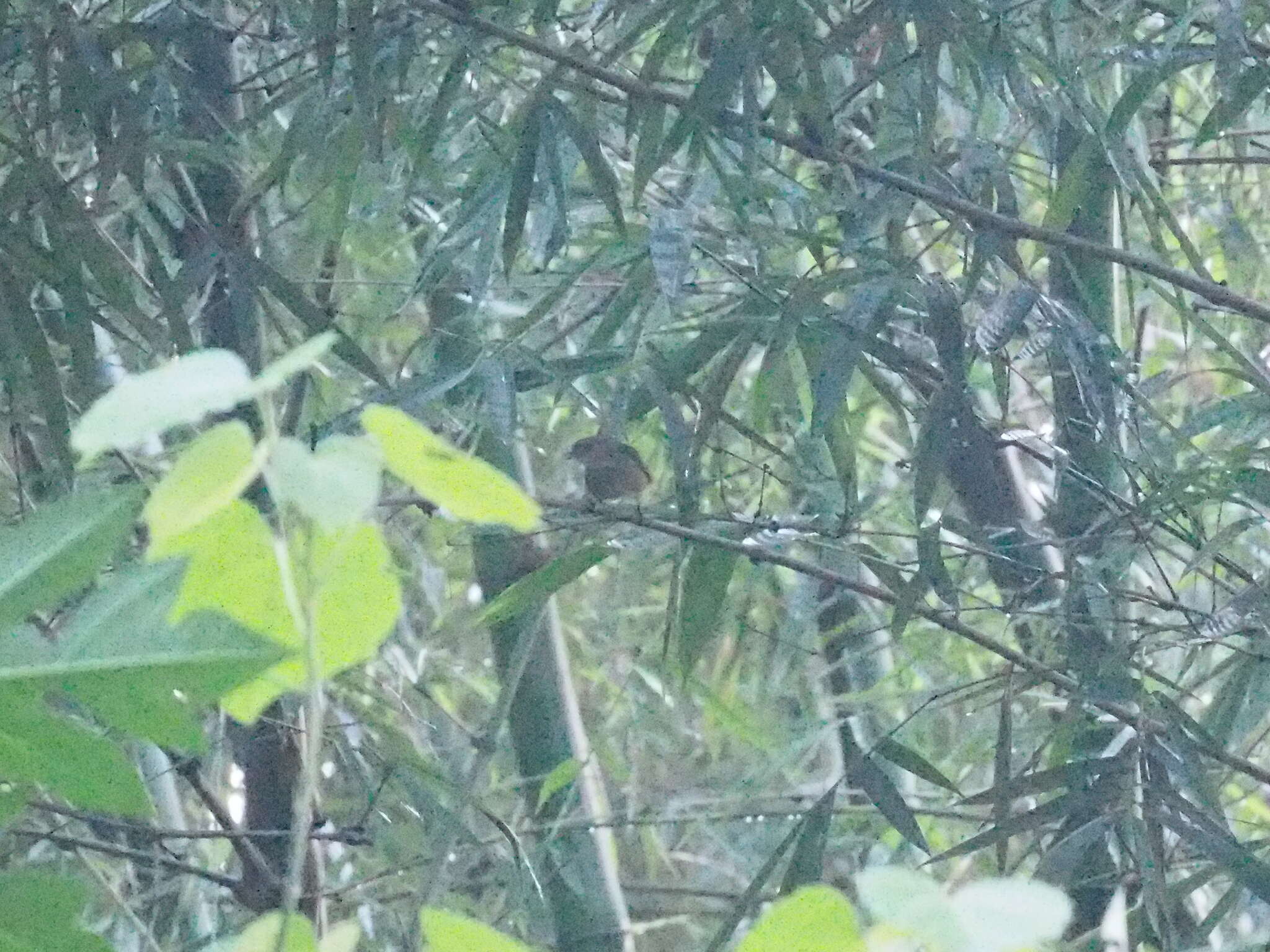 Image of Horsfield's Babbler