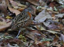 Image of Madagascan Buttonquail