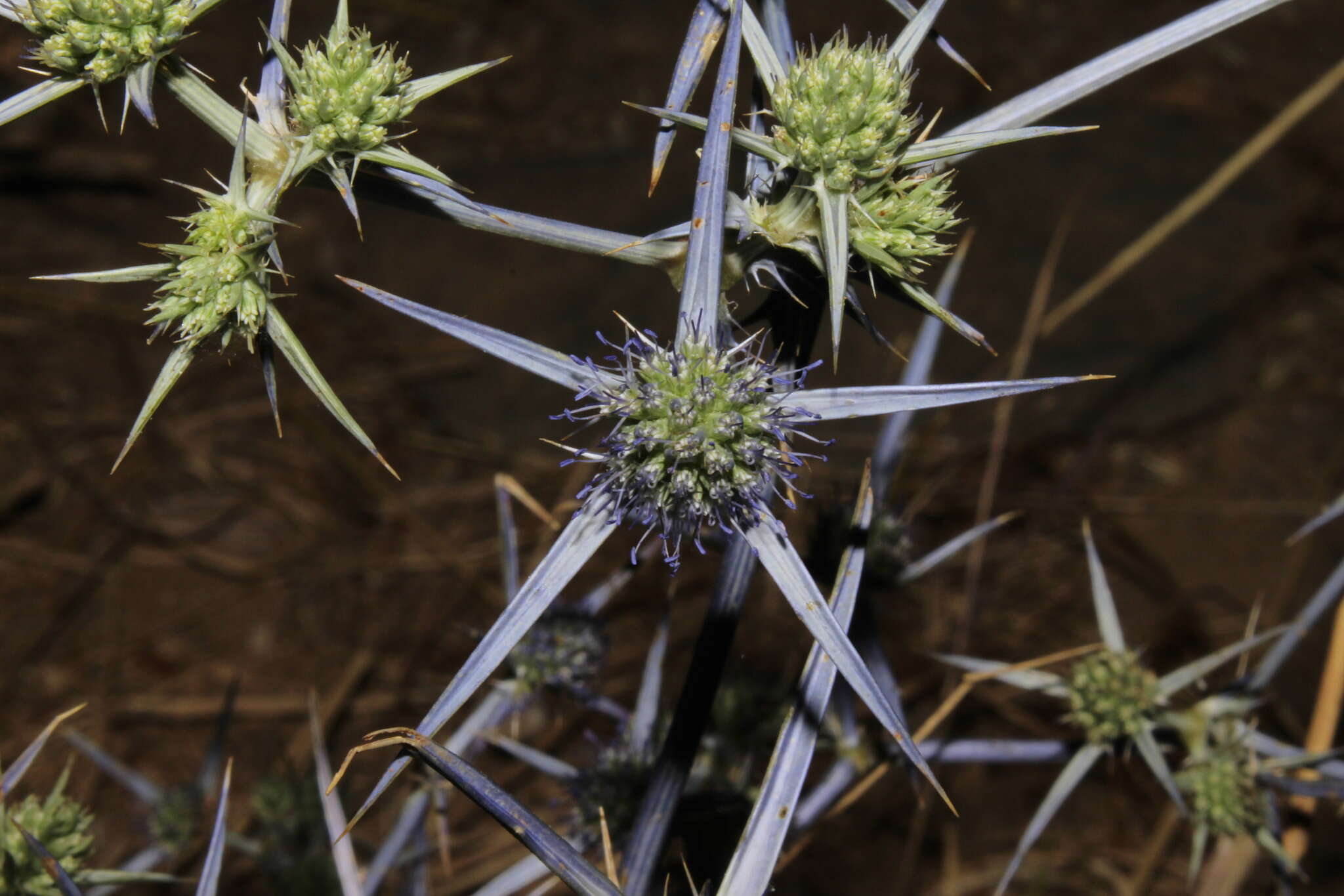 Image of eryngo