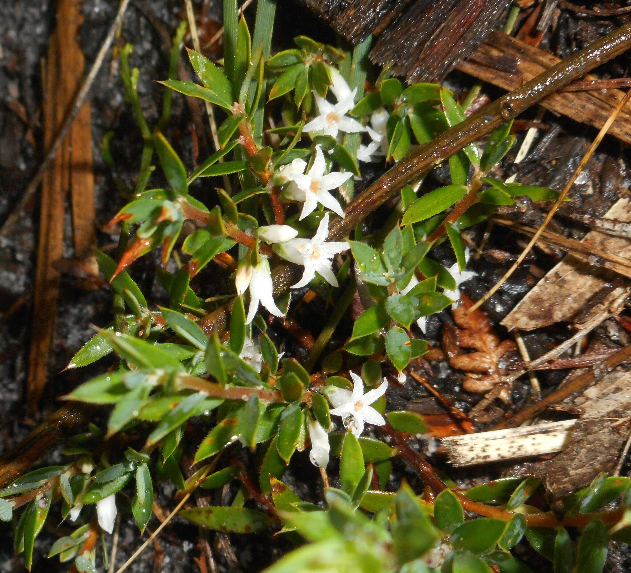 Image of Brachyloma ciliatum (R. Br.) Benth.