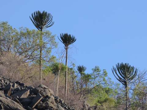 Euphorbia eduardoi L. C. Leach resmi