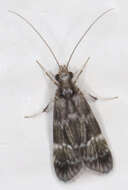 Smicridea (Smicridea) fasciatella McLachlan 1871 resmi