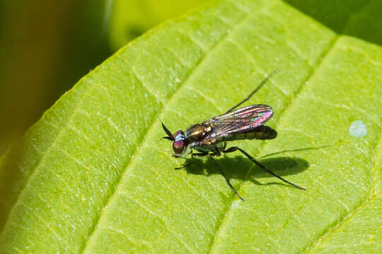 Image of Rhaphium melampus (Loew 1861)