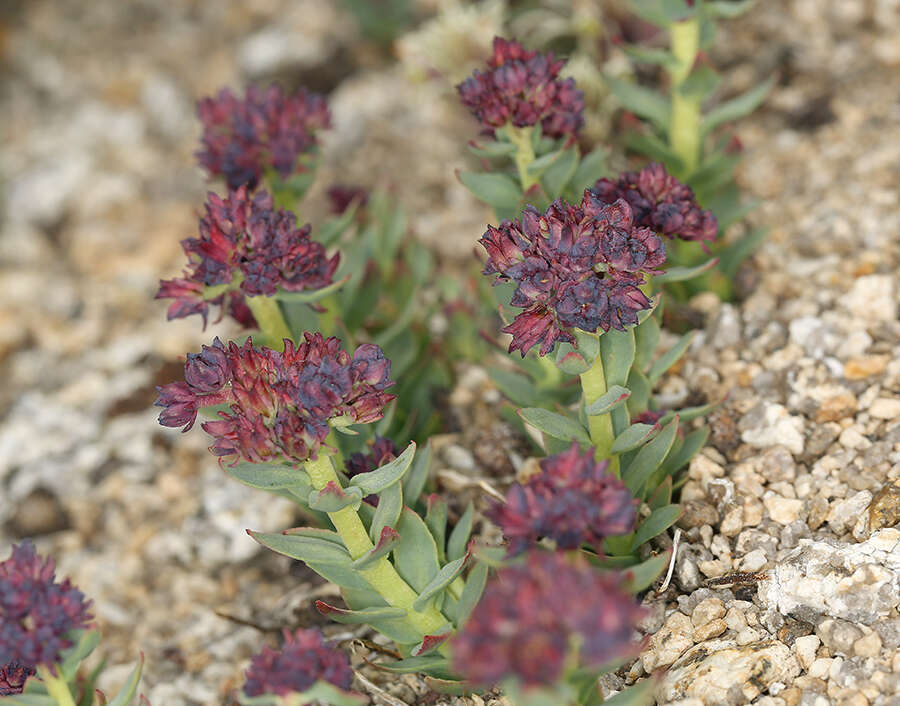 Image of ledge stonecrop