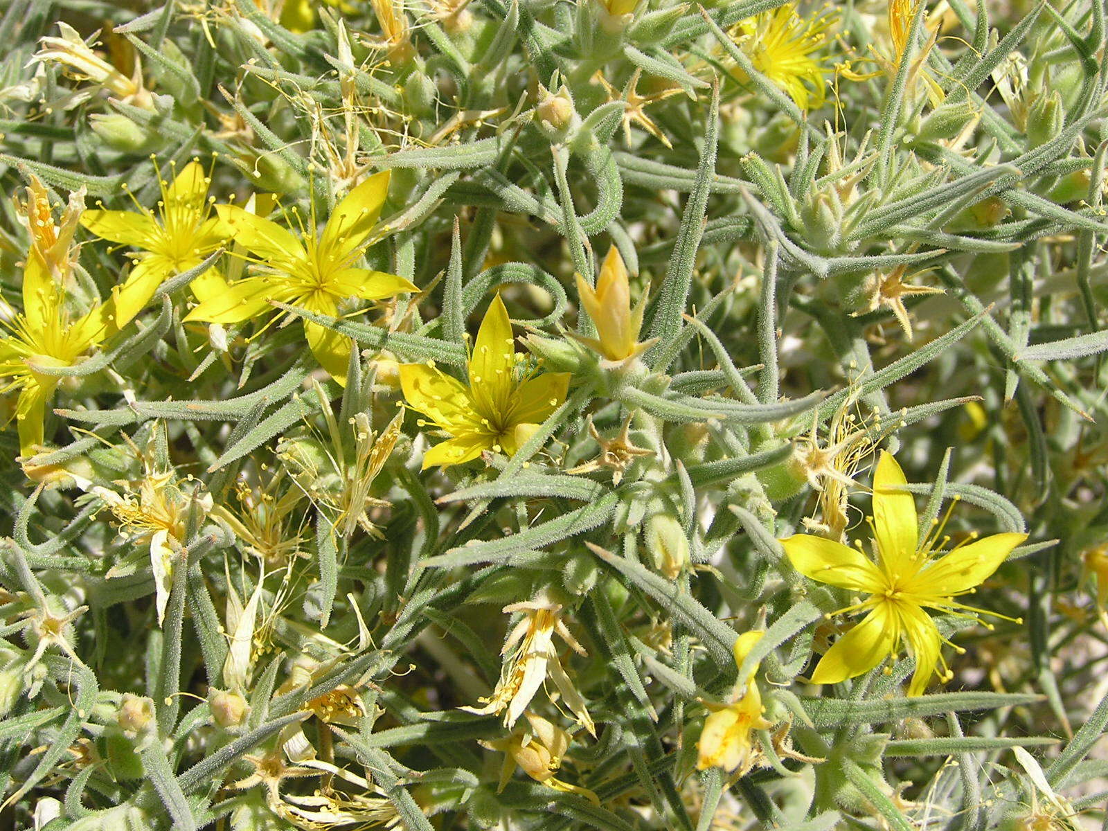 Image of Torrey's blazingstar