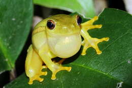 Image of Yellow-striped Reed Frog