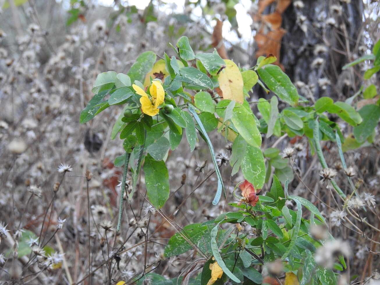 Image of Senna holwayana (Rose) H. S. Irwin & Barneby