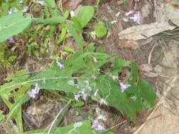 Image of Cuphea empetrifolia Rose