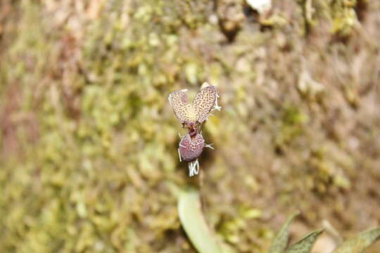 Stelis ornata (Rchb. fil.) Pridgeon & M. W. Chase的圖片