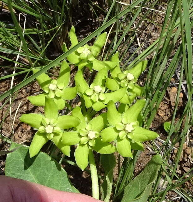 Image of Asclepias dregeana Schltr.